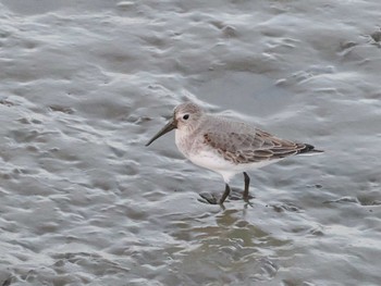 Dunlin Isanuma Fri, 10/13/2023