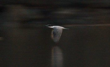 Crested Kingfisher Unknown Spots Unknown Date