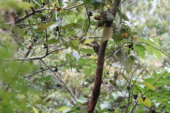 Japanese Pygmy Woodpecker(nigrescens) 沖縄県 Wed, 5/10/2023