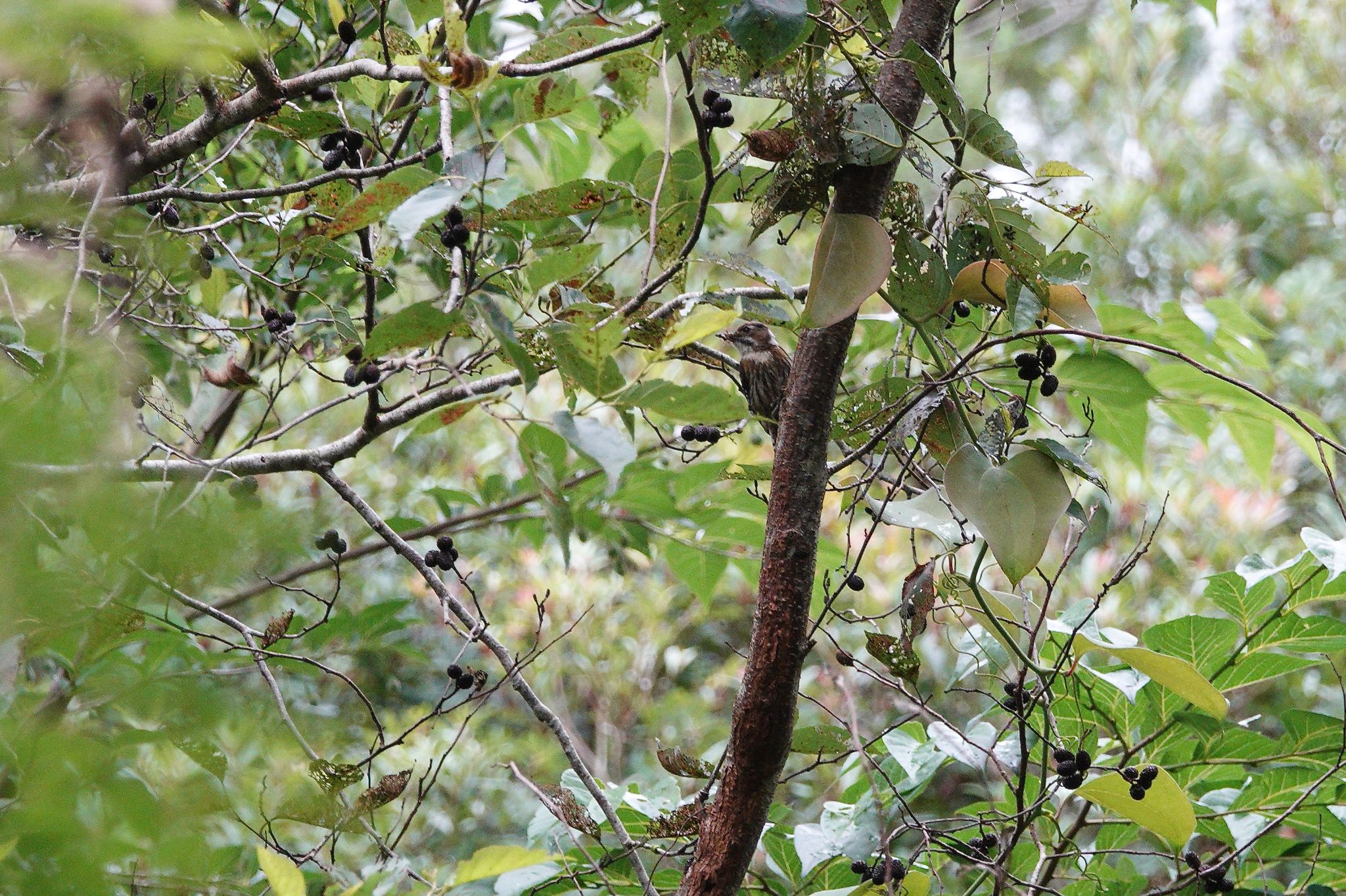 Japanese Pygmy Woodpecker(nigrescens)