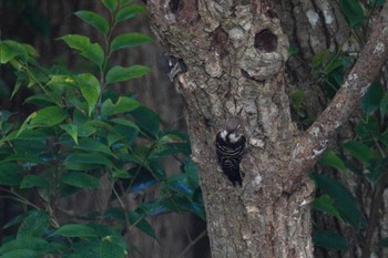 Japanese Pygmy Woodpecker(nigrescens) 沖縄県 Wed, 5/10/2023