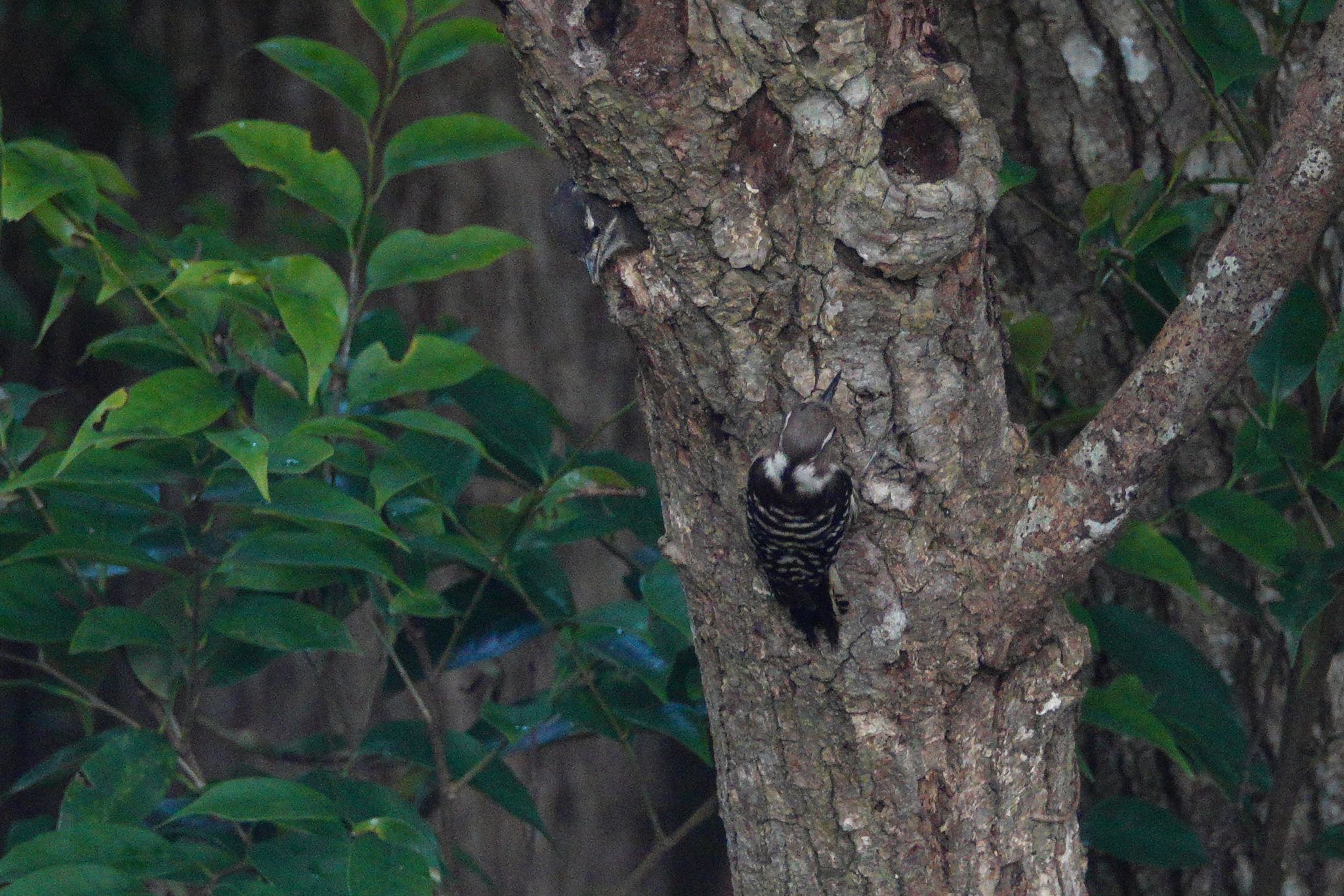 Photo of Japanese Pygmy Woodpecker(nigrescens) at 沖縄県 by のどか