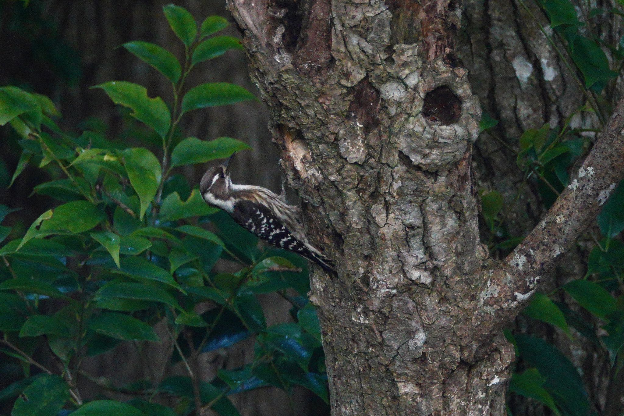 Japanese Pygmy Woodpecker(nigrescens)