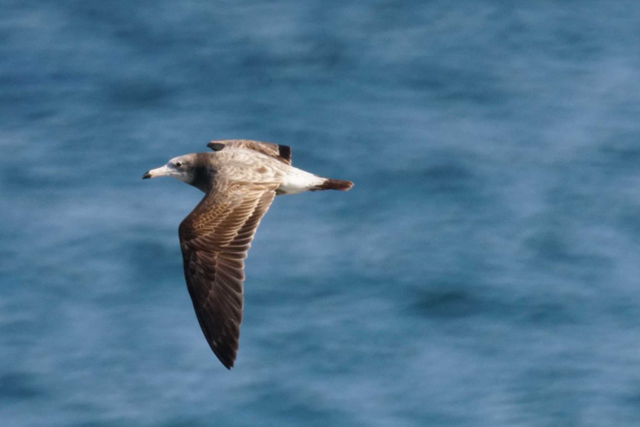 Photo of Black-tailed Gull at 観音崎公園 by sinbesax