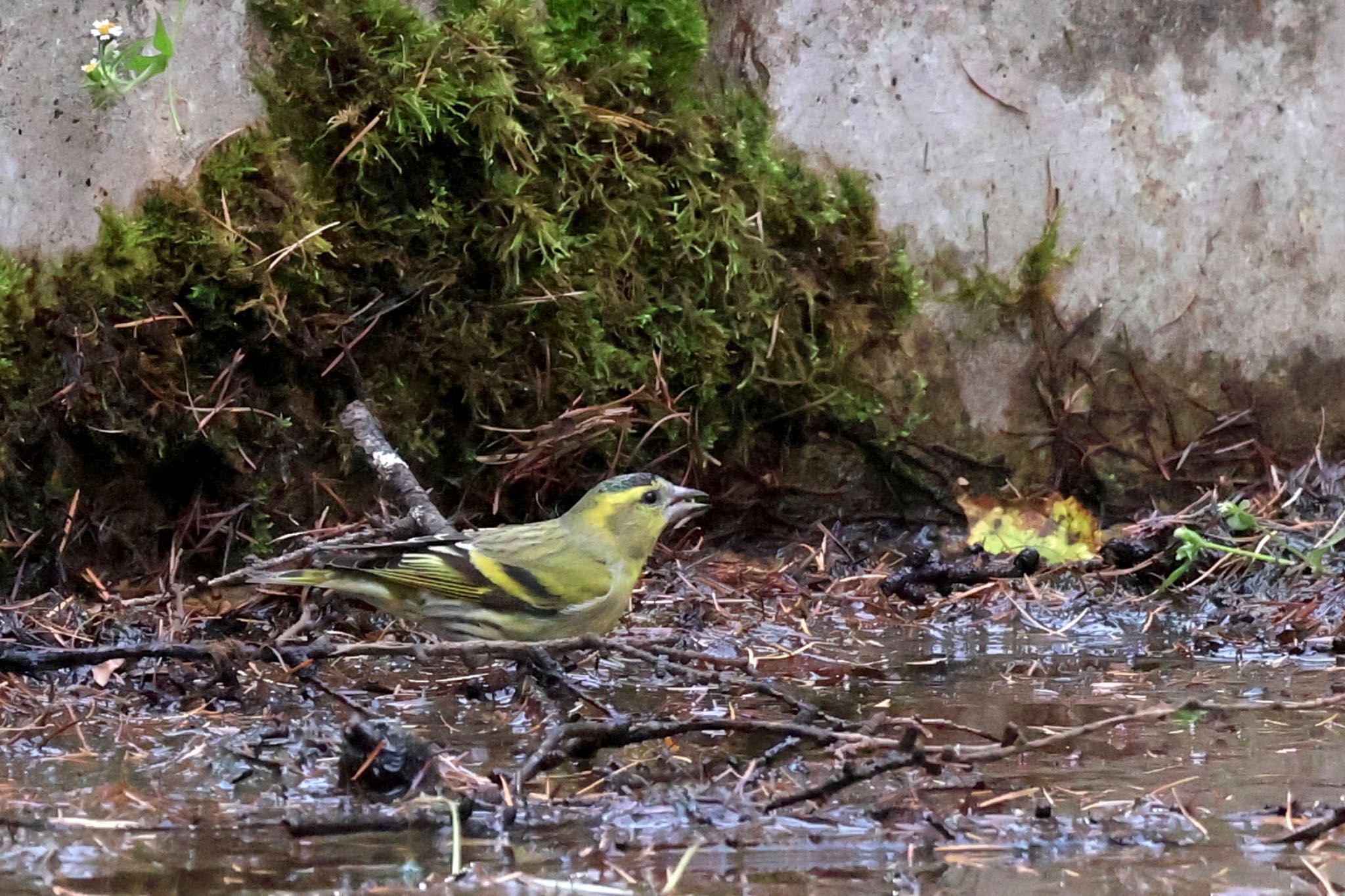 Eurasian Siskin