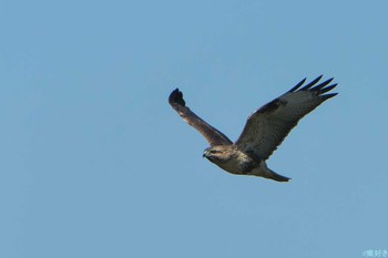 Eastern Buzzard 明石市 Fri, 11/3/2023