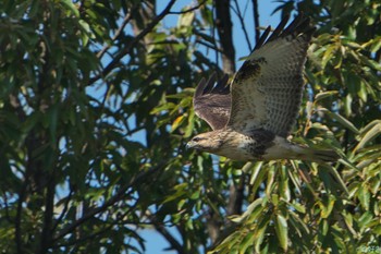 Eastern Buzzard 明石市 Fri, 11/3/2023