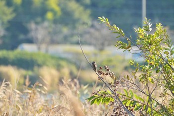 Wed, 11/8/2023 Birding report at Teganuma