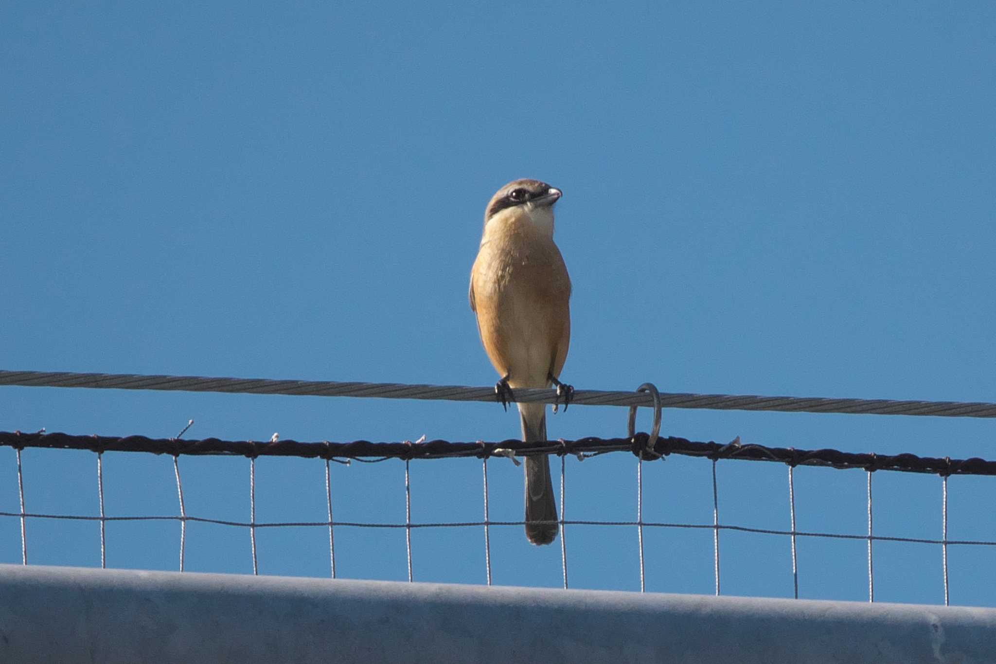 Photo of Bull-headed Shrike at 池子の森自然公園 by Y. Watanabe