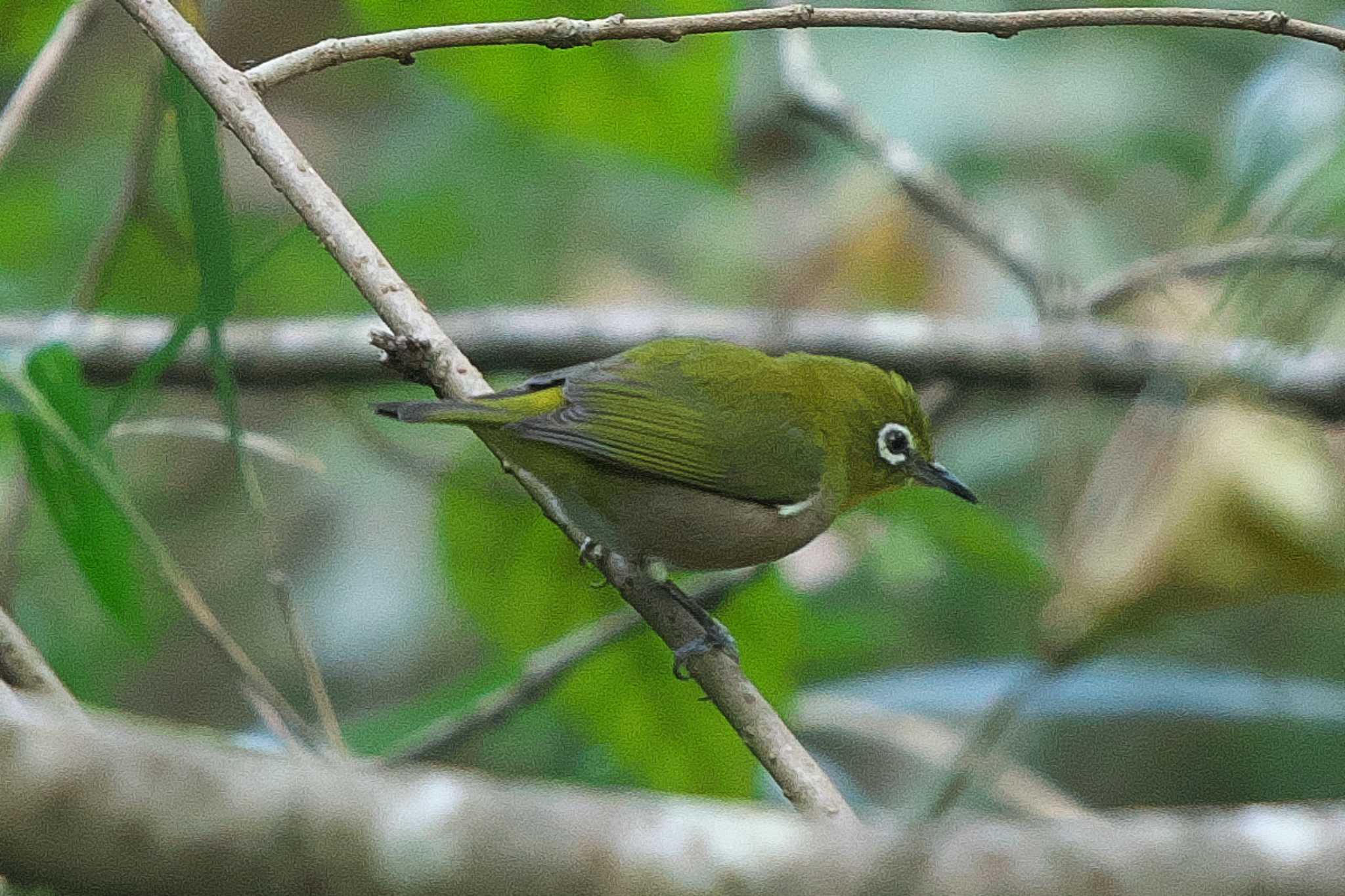 Warbling White-eye