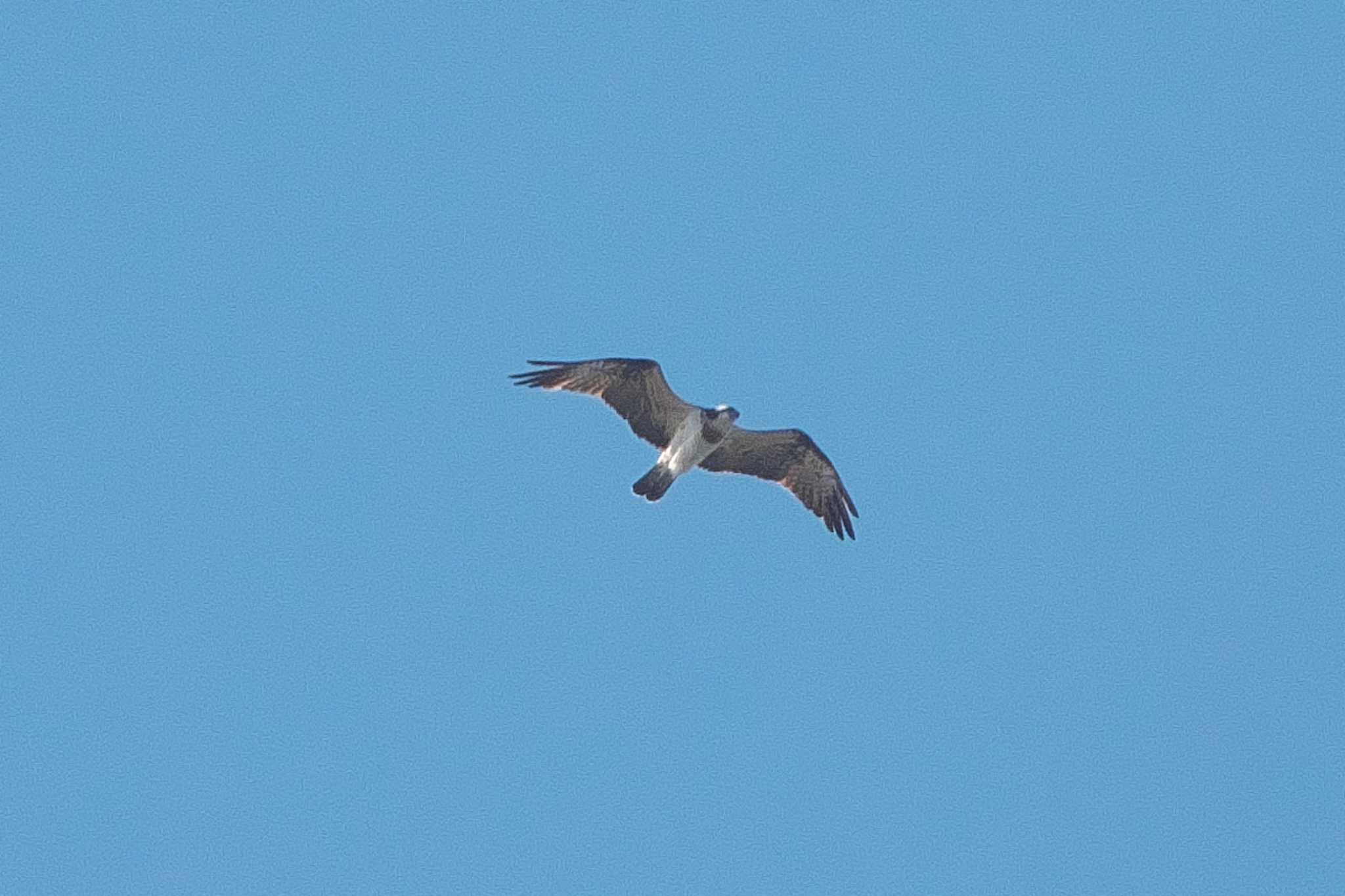 Photo of Osprey at 池子の森自然公園 by Y. Watanabe