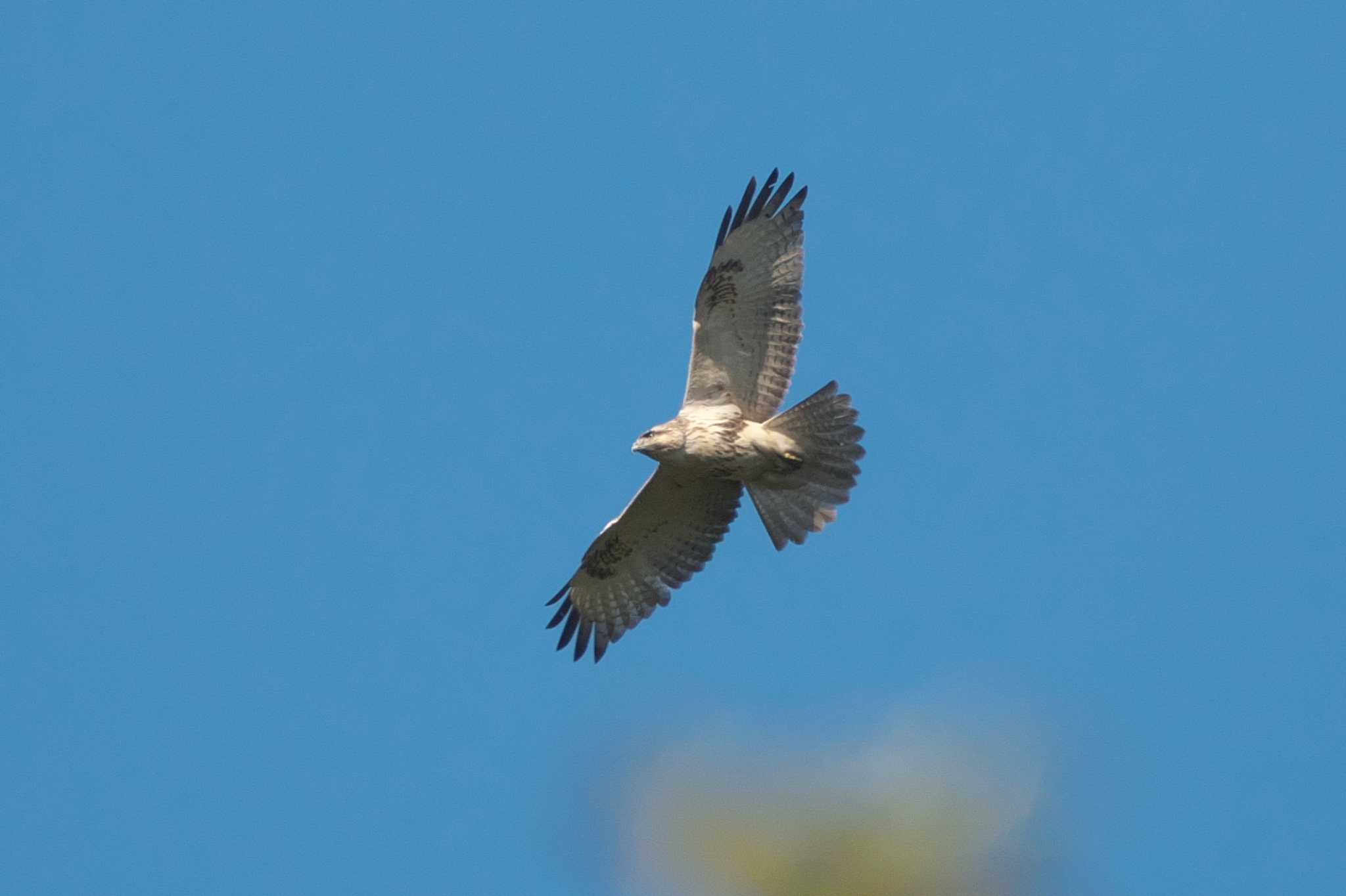 Eastern Buzzard