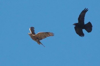 2023年11月8日(水) 池子の森自然公園の野鳥観察記録