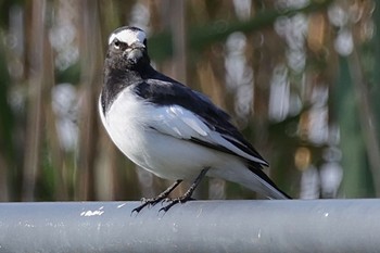 2023年11月4日(土) 新横浜公園の野鳥観察記録