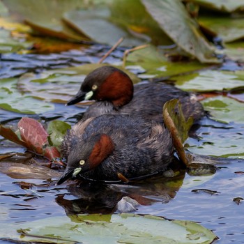 Sat, 6/14/2014 Birding report at 東山動植物園