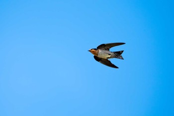 Pacific Swallow 沖縄 古我知水田 Wed, 11/8/2023