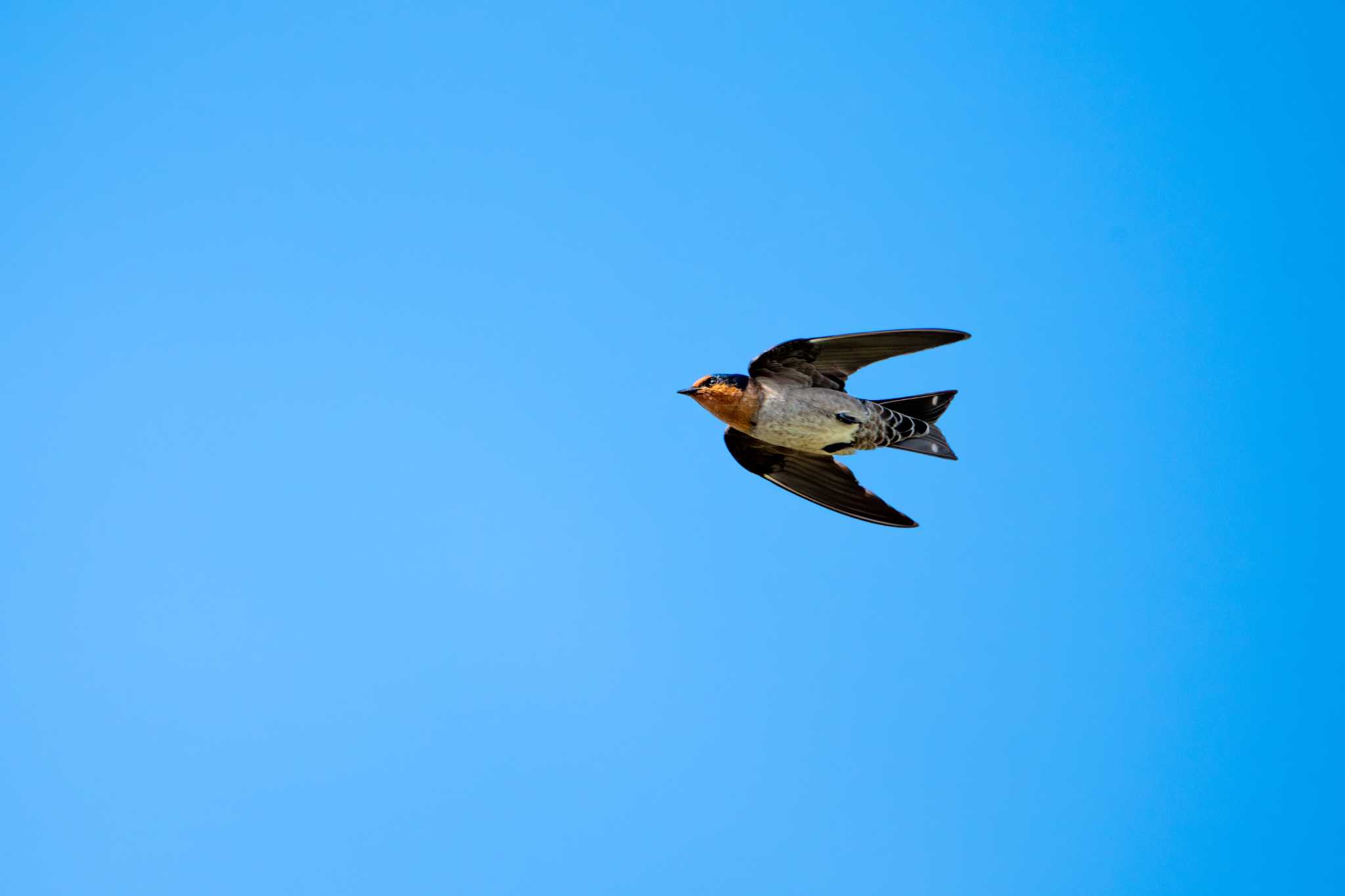 Photo of Pacific Swallow at 沖縄 古我知水田 by たけし