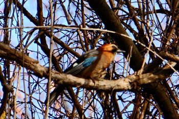 Eurasian Jay 平岡公園(札幌市) Wed, 11/8/2023