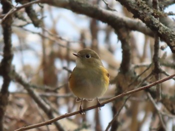 2023年2月22日(水) 平筒沼(宮城県登米市)の野鳥観察記録