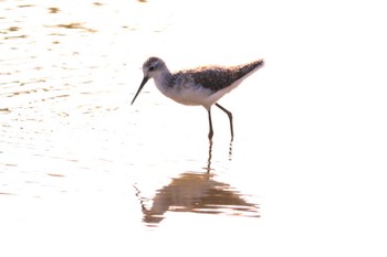 Marsh Sandpiper 愛知県愛西市立田町 Sat, 11/4/2023