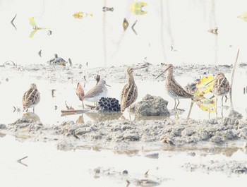 2023年11月4日(土) 愛知県愛西市立田町の野鳥観察記録