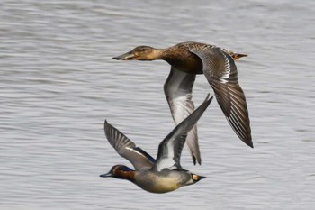 Northern Shoveler 黒浜沼 Tue, 2/8/2022