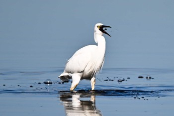 Little Egret 多々良沼公園 Wed, 11/8/2023