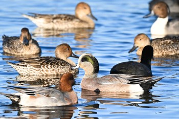 American Wigeon 多々良沼公園 Wed, 11/8/2023