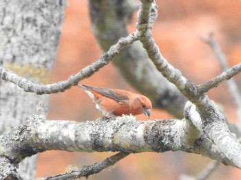 Red Crossbill 浦幌森林公園(浦幌町) Mon, 10/30/2023