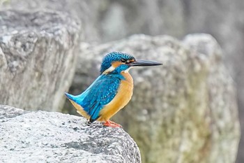 カワセミ 竹村新池公園(豊田市) 2023年11月5日(日)