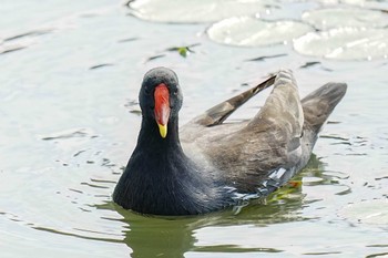 バン 竹村新池公園(豊田市) 2023年11月5日(日)