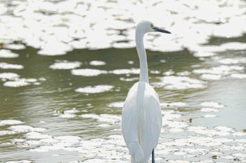 コサギ 竹村新池公園(豊田市) 2023年11月5日(日)