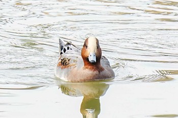 ヒドリガモ 竹村新池公園(豊田市) 2023年11月5日(日)