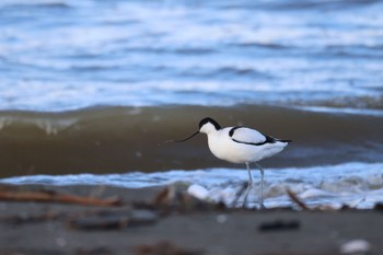 Pied Avocet 石狩東埠頭 Wed, 11/8/2023