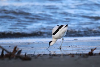 Pied Avocet 石狩東埠頭 Wed, 11/8/2023