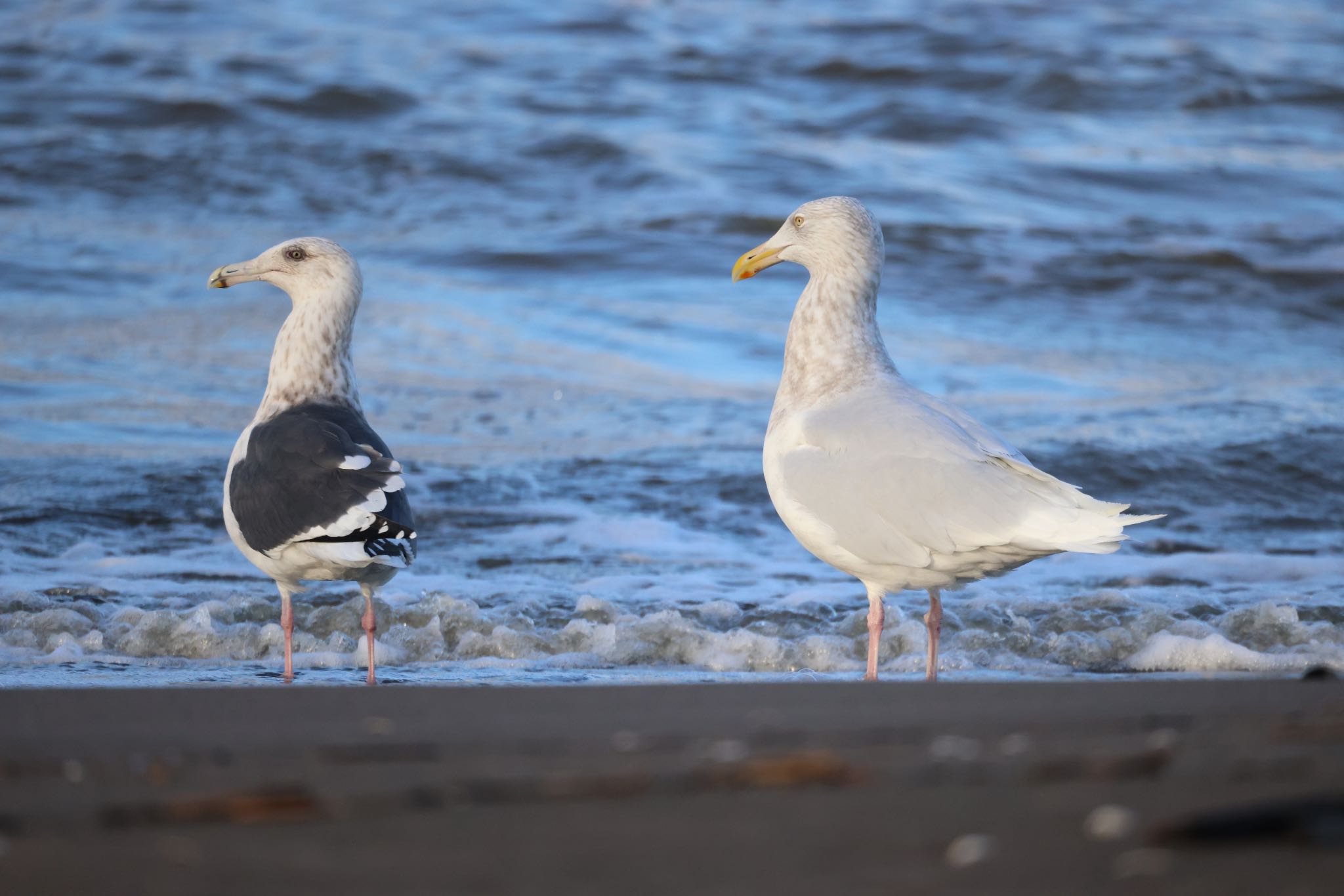 Photo of Glaucous Gull at 石狩東埠頭 by will 73