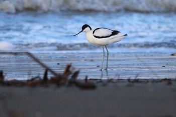 2023年11月8日(水) 石狩東埠頭の野鳥観察記録