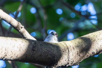 エナガ 東京港野鳥公園 2023年10月29日(日)