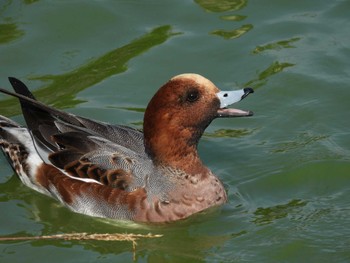 Eurasian Wigeon 弁天池公園(大阪府門真市) Sat, 11/4/2023