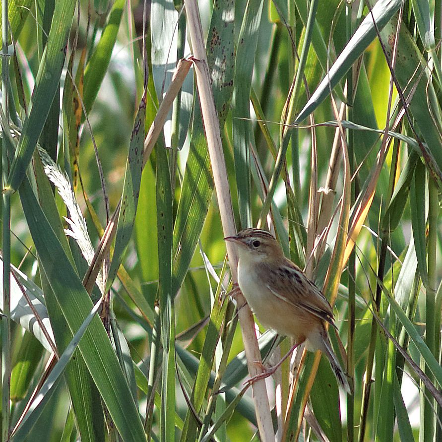 Photo of Zitting Cisticola at Nabeta Reclaimed land by herald