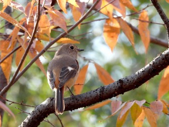 Daurian Redstart 弁天池公園(大阪府門真市) Sat, 11/4/2023