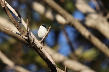 Marsh Tit 北海道 函館市 東山 Wed, 11/8/2023