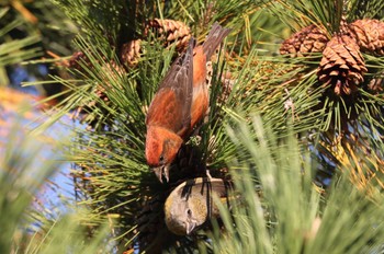 Red Crossbill 北海道 函館市 東山 Wed, 11/8/2023