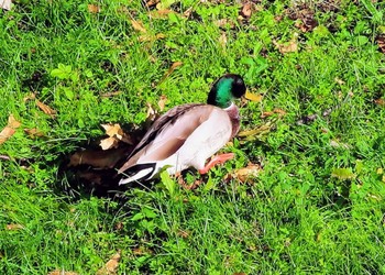 Mallard 仙川平和公園(三鷹市) Tue, 11/7/2023