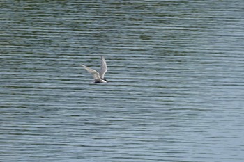 Whiskered Tern 沖縄県 Wed, 5/10/2023