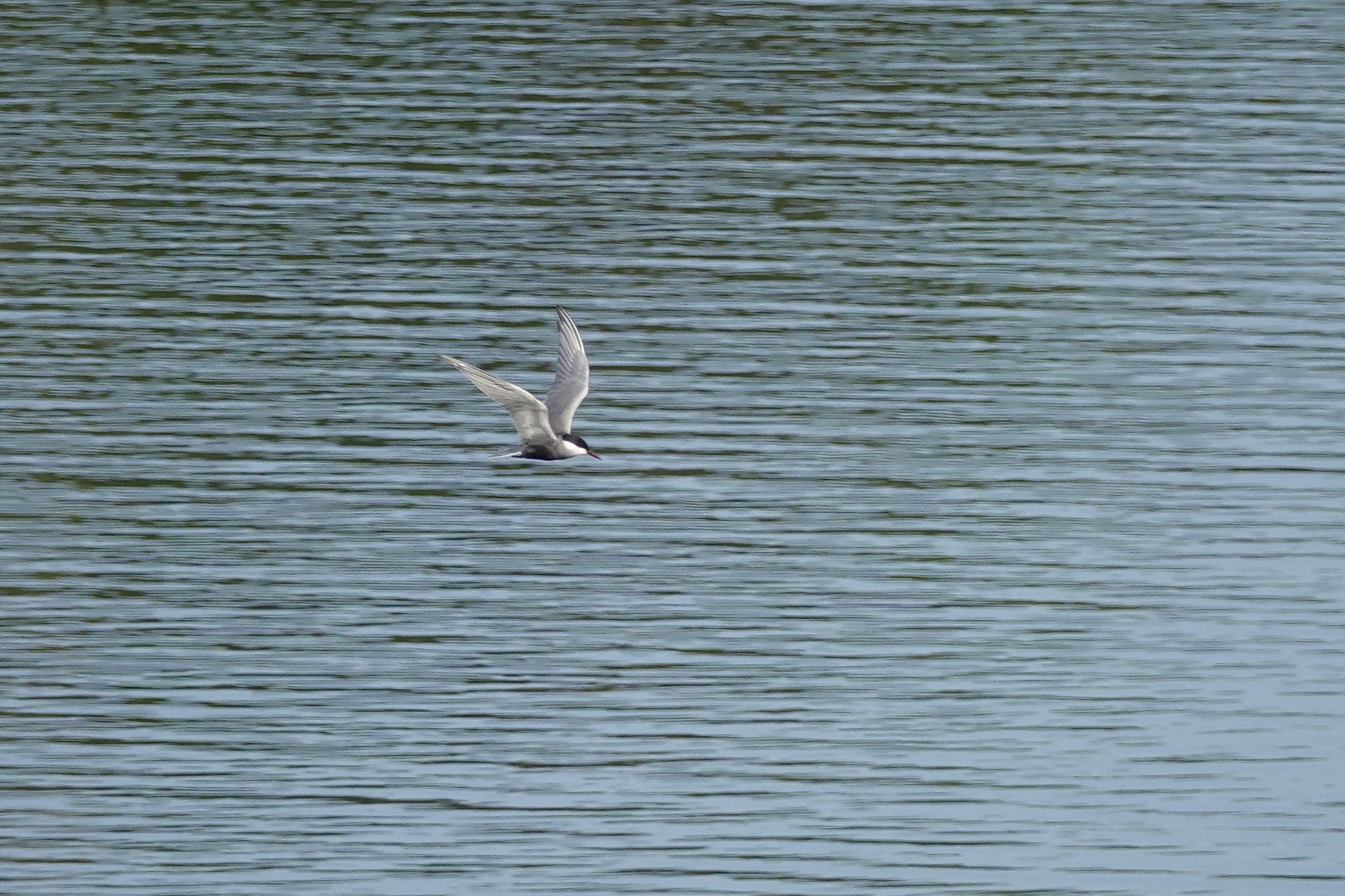 Whiskered Tern