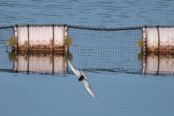 Whiskered Tern 沖縄県 Wed, 5/10/2023