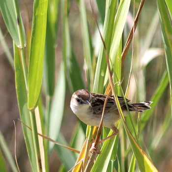 Zitting Cisticola Nabeta Reclaimed land Sun, 9/7/2014