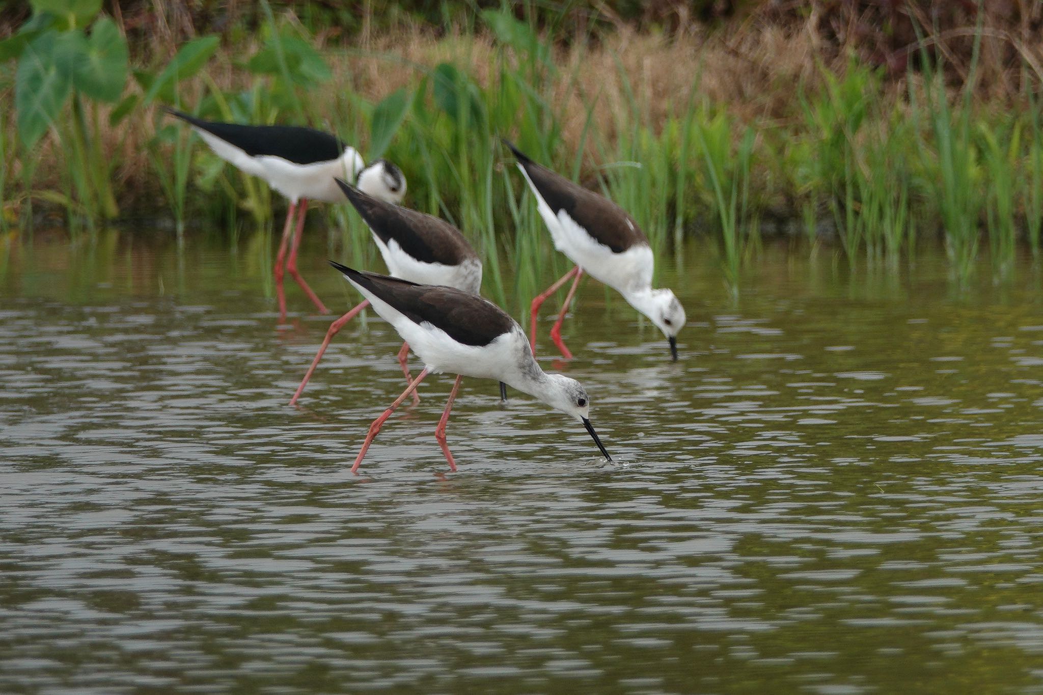 Black-winged Stilt