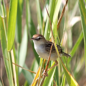 Zitting Cisticola Nabeta Reclaimed land Sun, 9/7/2014